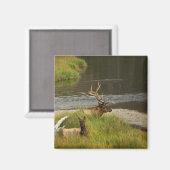 Yellowstone Mates Magneet (Voorkant / Achterkant)
