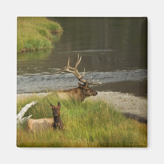 Yellowstone Mates Magneet (Voorkant)