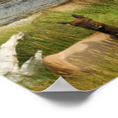 Yellowstone Mates Print (Hoek)