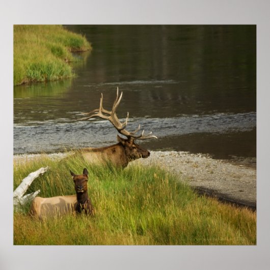 Yellowstone Mates Print (Voorkant)