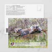 Yellowstone National Park - American Badger Briefkaart (Voorkant / Achterkant)