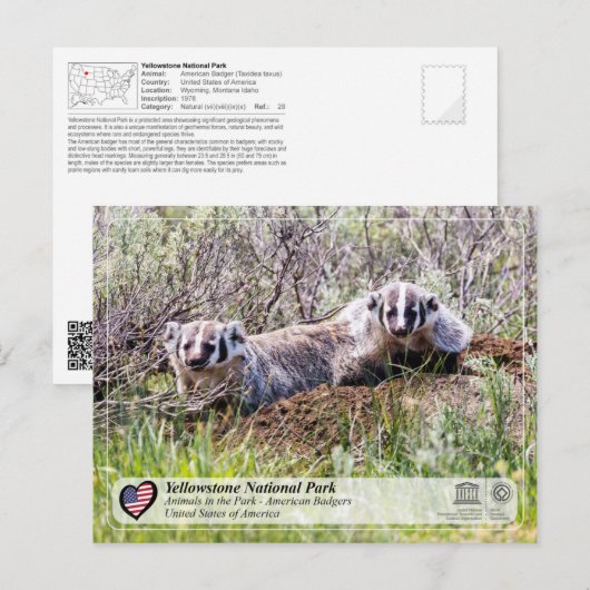 Yellowstone National Park - American Badger Briefkaart (Voorkant / Achterkant)