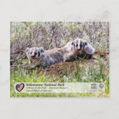 Yellowstone National Park - American Badger Briefkaart (Voorkant)