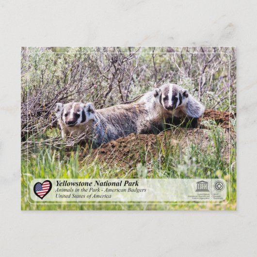 Yellowstone National Park - American Badger Briefkaart (Voorkant)