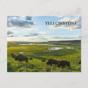 Yellowstone National Park Ansichtkaart Briefkaart