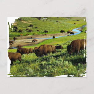 Yellowstone National Park Ansichtkaart Briefkaart