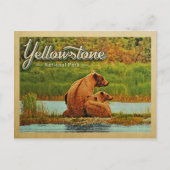 Yellowstone National Park Beren  Briefkaart (Voorkant)