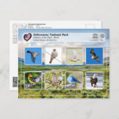 Yellowstone National Park - Birds Briefkaart (Voorkant / Achterkant)