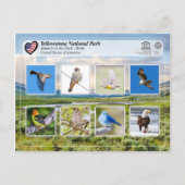 Yellowstone National Park - Birds Briefkaart (Voorkant)