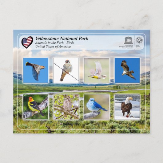 Yellowstone National Park - Birds Briefkaart (Voorkant)