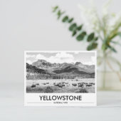 Yellowstone National Park Bison Black & White Briefkaart (Staand voorkant)