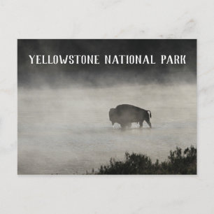 Yellowstone National Park, Bison in Lake, Wyoming Briefkaart
