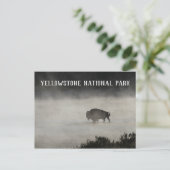 Yellowstone National Park, Bison in Lake, Wyoming Briefkaart (Staand voorkant)