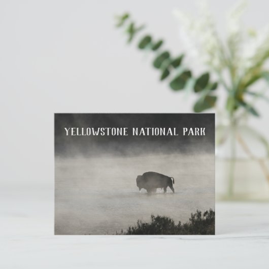 Yellowstone National Park, Bison in Lake, Wyoming Briefkaart (Staand voorkant)