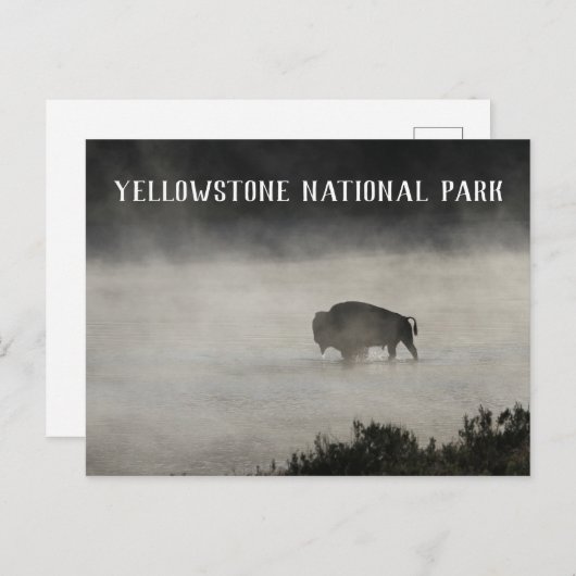 Yellowstone National Park, Bison in Lake, Wyoming Briefkaart (Voorkant / Achterkant)