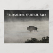 Yellowstone National Park, Bison in Lake, Wyoming Briefkaart (Voorkant)