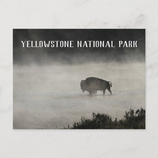 Yellowstone National Park, Bison in Lake, Wyoming Briefkaart (Voorkant)