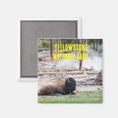Yellowstone National Park Bison Magnet (Voorkant / Achterkant)