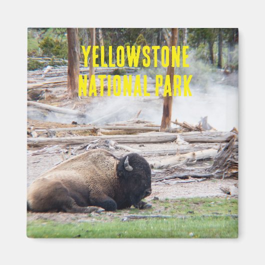 Yellowstone National Park Bison Magnet (Voorkant)