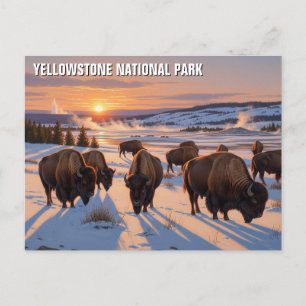 Yellowstone National Park bizon Briefkaart