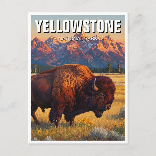 Yellowstone National Park bizon Briefkaart (Voorkant)