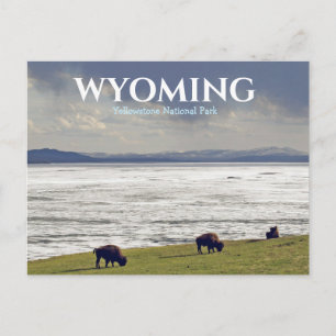 Yellowstone National Park Bizon Buffalo Reis Briefkaart