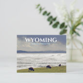 Yellowstone National Park Bizon Buffel Ansichtkaar Briefkaart (Staand voorkant)