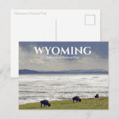 Yellowstone National Park Bizon Buffel Ansichtkaar Briefkaart (Voorkant / Achterkant)