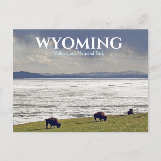 Yellowstone National Park Bizon Buffel Ansichtkaar Briefkaart (Voorkant)