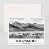 Yellowstone National Park Bizon Zwart & Wit Briefkaart (Voorkant / Achterkant)