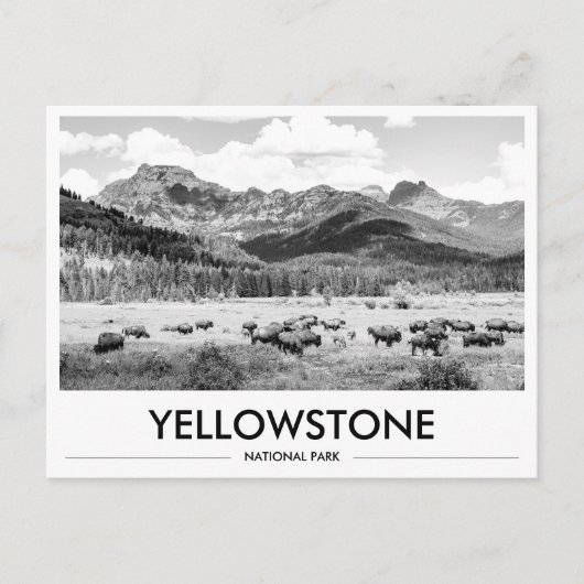 Yellowstone National Park Bizon Zwart & Wit Briefkaart (Voorkant)