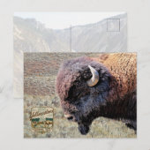 Yellowstone National Park Bizons Briefkaart (Voorkant / Achterkant)