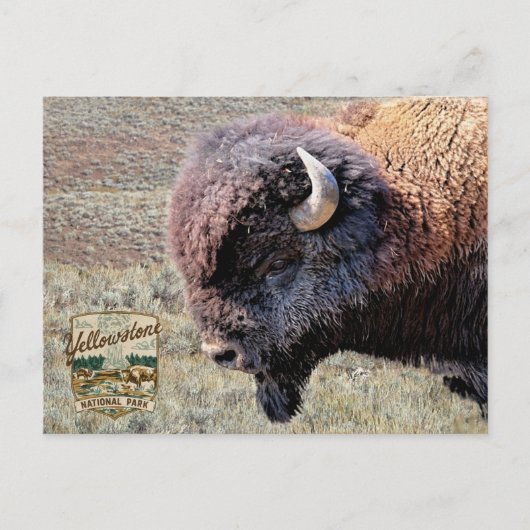 Yellowstone National Park Bizons Briefkaart (Voorkant)