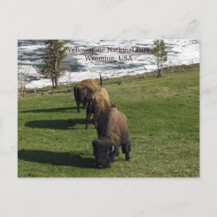 Yellowstone National Park Briefkaarten Bison Winte