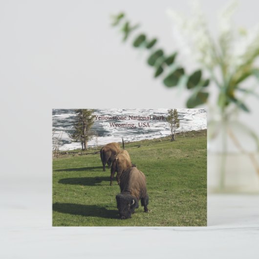 Yellowstone National Park Briefkaarten Bison Winte (Staand voorkant)