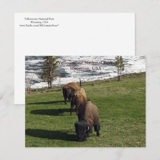 Yellowstone National Park Briefkaarten Bison Winte (Voorkant / Achterkant)
