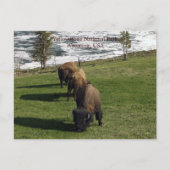 Yellowstone National Park Briefkaarten Bison Winte (Voorkant)