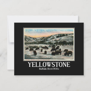 Yellowstone National Park, Buffalo Herd jaren 1930 Briefkaart