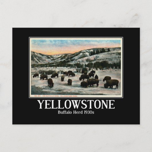 Yellowstone National Park, Buffalo Herd jaren 1930 Briefkaart (Voorkant)