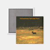 Yellowstone National Park Bull Moose Magnet (Voorkant / Achterkant)