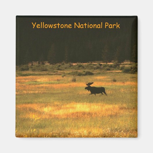 Yellowstone National Park Bull Moose Magnet (Voorkant)