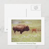 Yellowstone National Park-kaart met bizon en kalf Briefkaart (Voorkant / Achterkant)