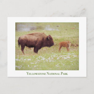 Yellowstone National Park-kaart met bizon en kalf Briefkaart