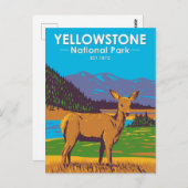 Yellowstone National Park Mule Deer  Briefkaart (Voorkant / Achterkant)