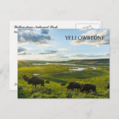 Yellowstone National Park Postcard Briefkaart (Voorkant / Achterkant)