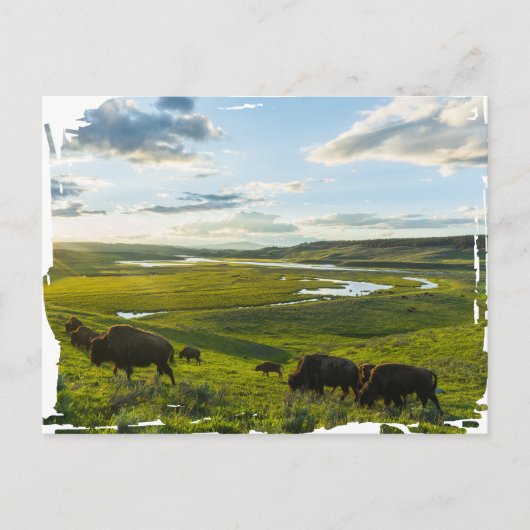 Yellowstone National Park Postcard Briefkaart (Voorkant)