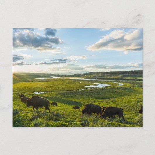 Yellowstone National Park Postcard Briefkaart (Voorkant)