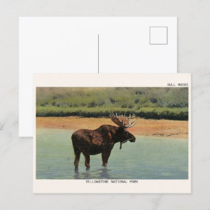 Yellowstone National Park Wyoming BULL MOOSE Briefkaart