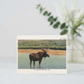 Yellowstone National Park Wyoming BULL MOOSE Briefkaart (Staand voorkant)