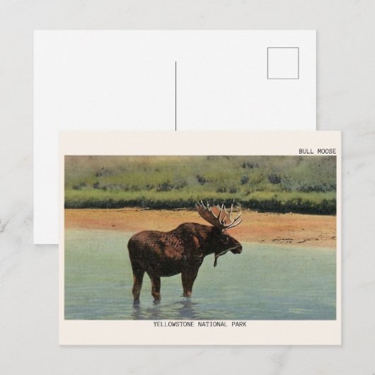Yellowstone National Park Wyoming BULL MOOSE Briefkaart (Voorkant / Achterkant)